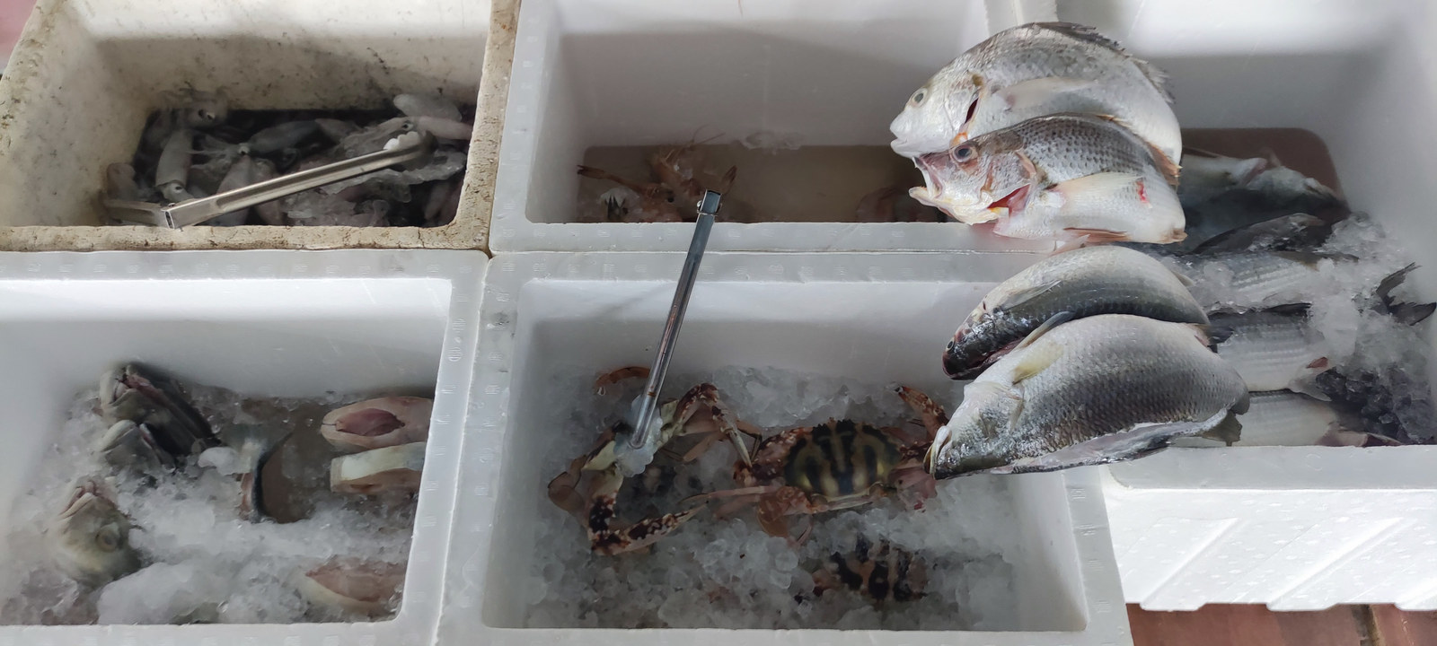 Fish, prawns, squid and crabs displayed on ice in foam boxes.